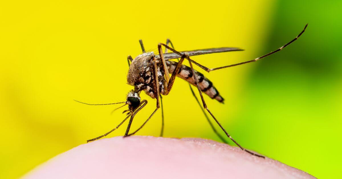 culex mosquito - Monetha