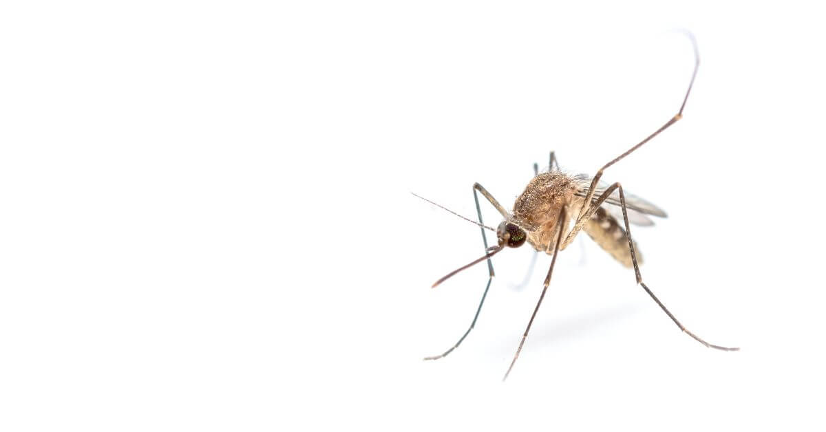 mosquito - Monetha