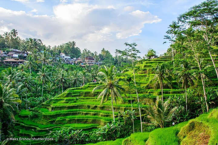 TripAdvisor: All-Inclusive Ubud Tour